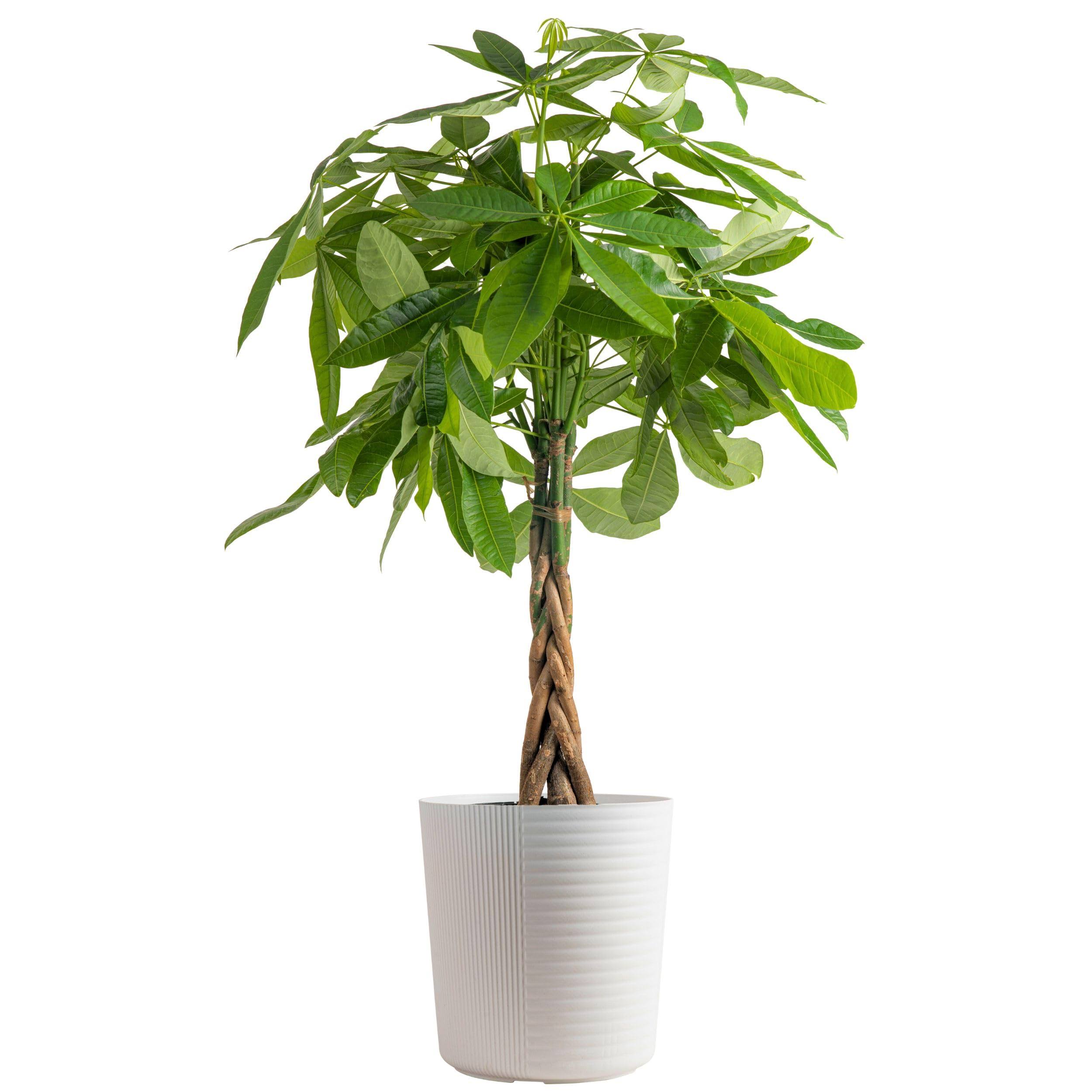 Costa Farms Pachira, Money Tree, Live Indoor Plant 3-4 Feet Tall, in Decor Planter