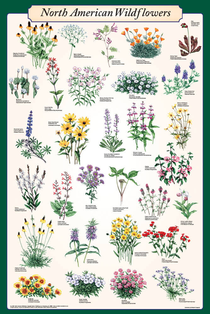 North American Wildflowers Poster, 24x36