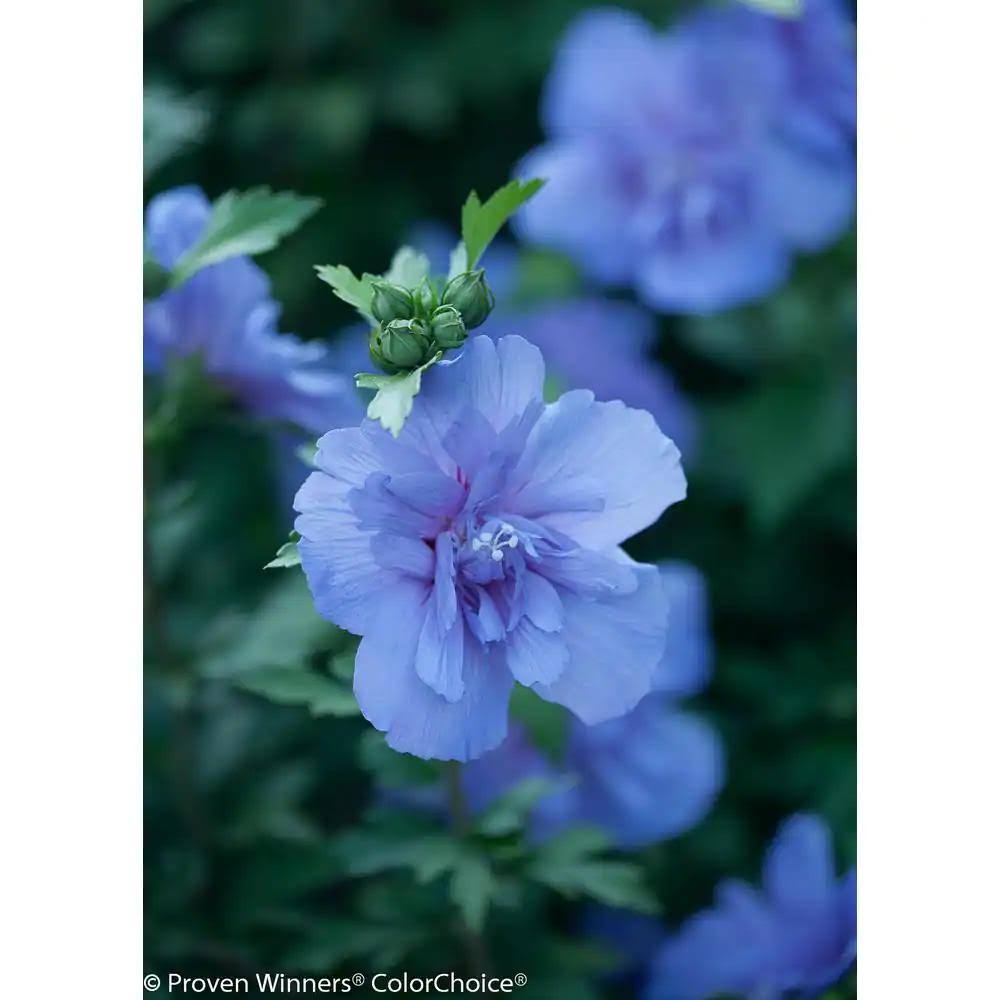 Proven Winners Blue Chiffon Rose of Sharon (Hibiscus) Live Shrub, Blue Flowers, 4.5 in. Quart