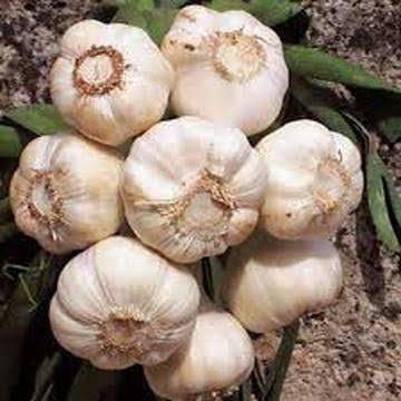 Garlic Bulb (20 Pack), Fresh California Softneck Garlic Bulb for Planting and Growing Your Own Garlic or Great for Eating and Cooking