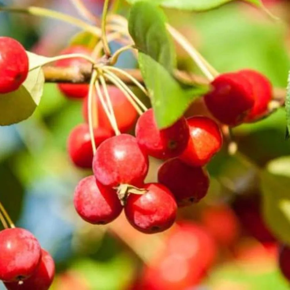 Expert Gardener 3 - 4 Ft. Tall Prairiefire Crabapple Live Tree in 7 - Gallon Grower Pot