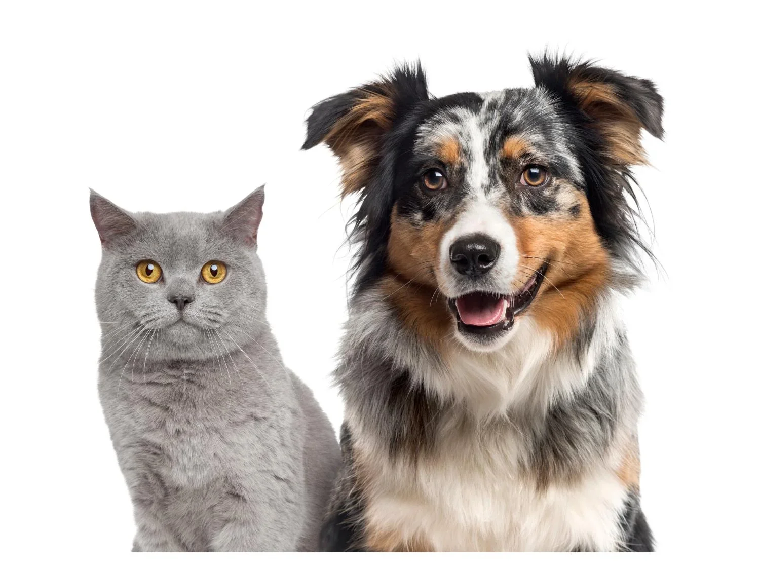 zoofari Tondeuse pour animaux