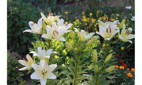 Giant Pretty Lady Tree Flower Lily Bulbs - 3 6 12 Pack with Bulb Planter
