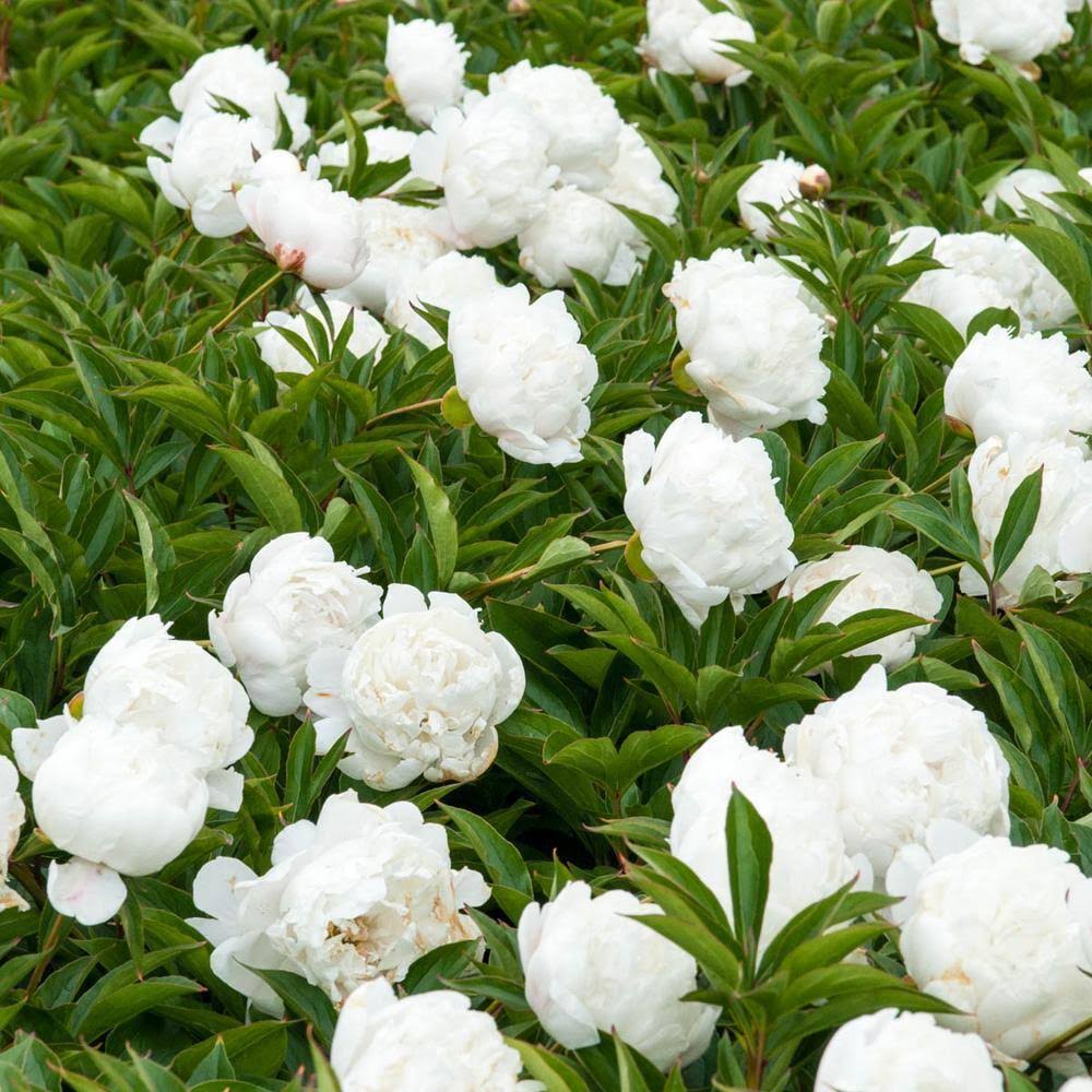 White Double Flowering Peony Dormant Bare Root Perennial Roots (5-Pack)