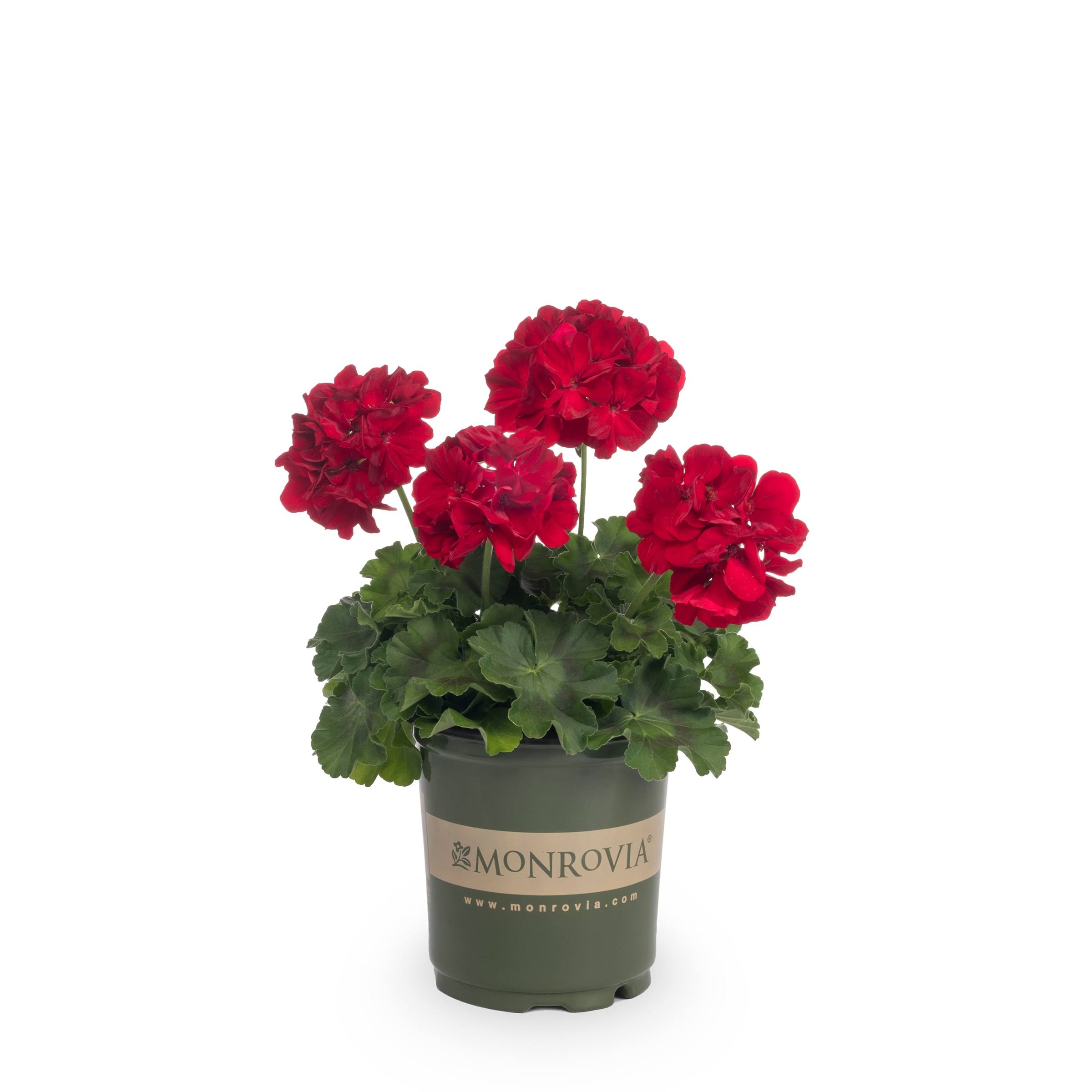 Monrovia Red Geranium in 2.5-Quart Pot | Nursery
