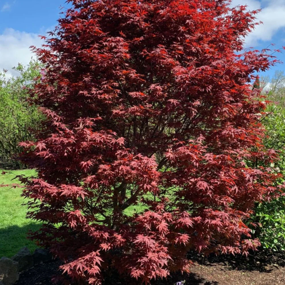 Expert Gardener 3 - 4' Twombly'S Red Sentinel Japanese Maple Tree in 7 Gal. Grower Pot
