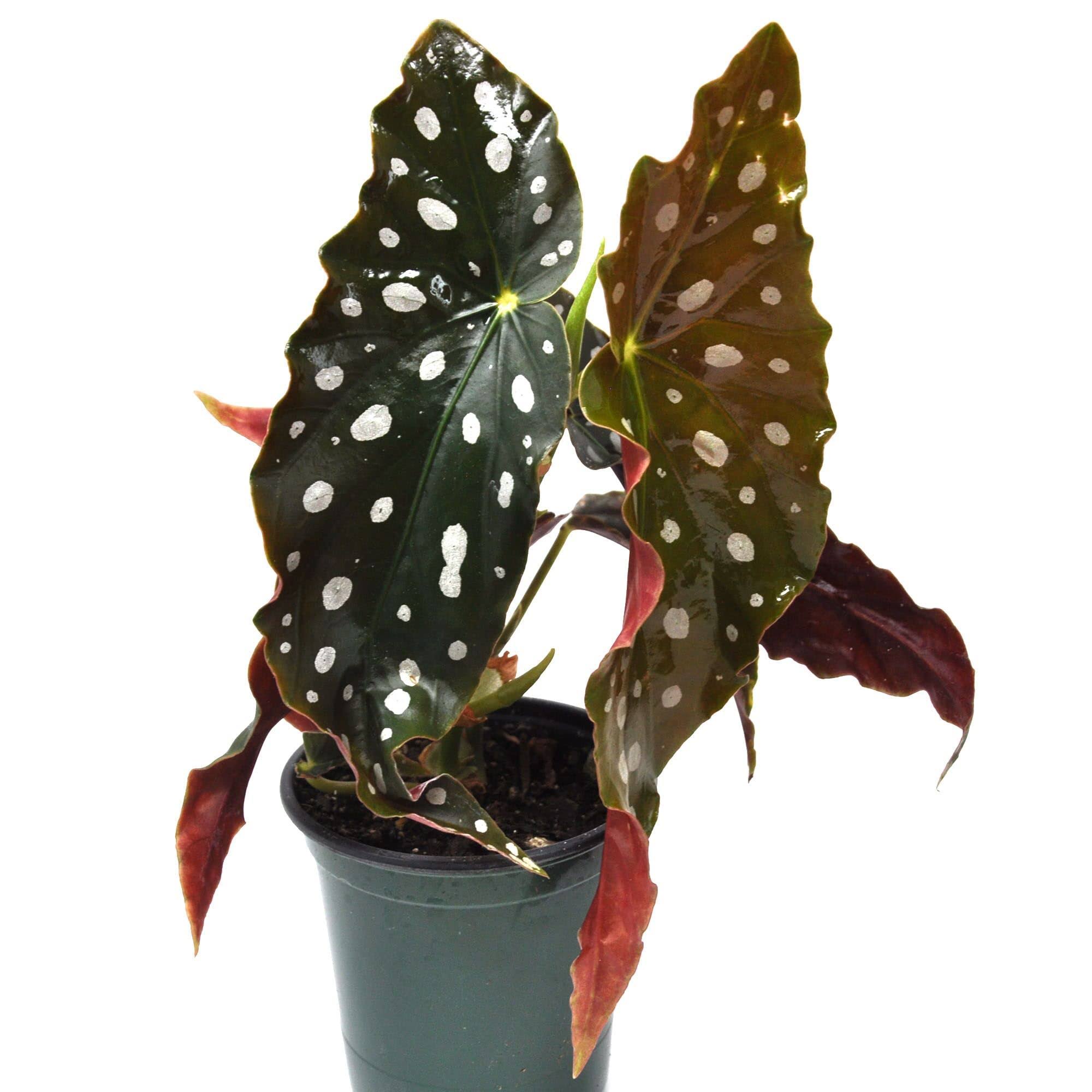 Begonia Maculata, Polka Dot Begonia - Pot Size: 4 inch - Colorful Foliage, Plants, Beige