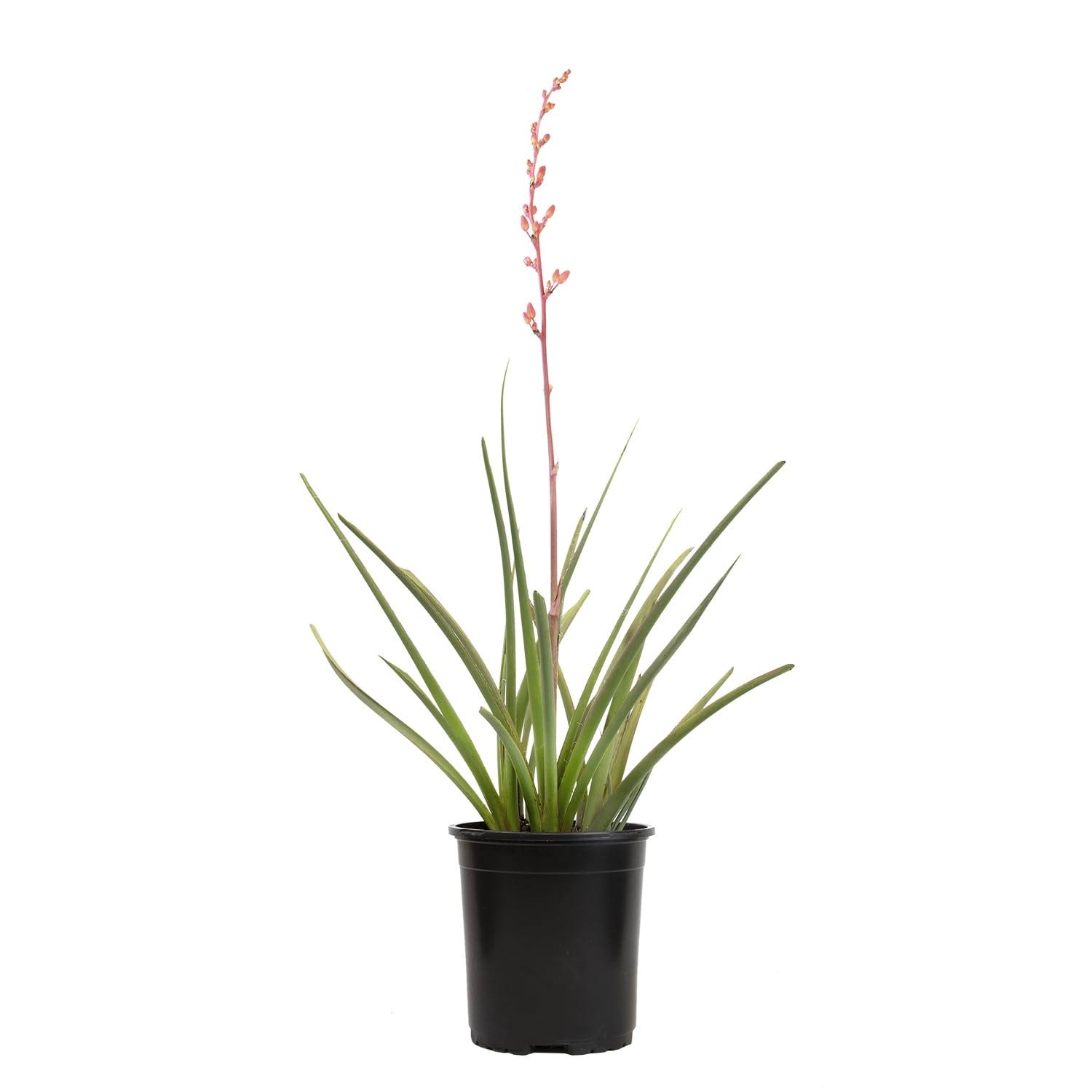 Altman Plants Red Hesperaloe Yucca Accent Shrub in 2.5-Quart Pot