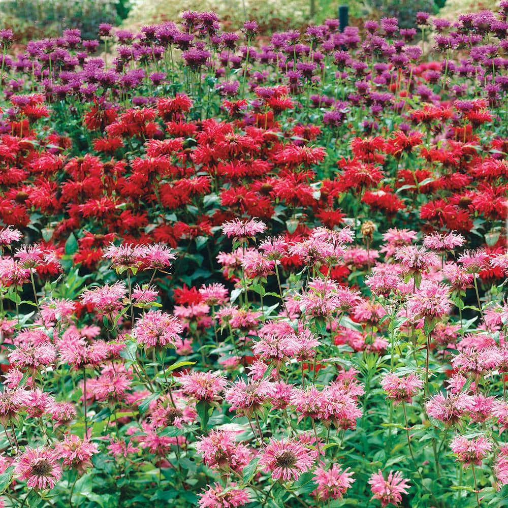 Bee Balm Mixture Dormant Bareroot Flowering Starter Plants (3-Pack)