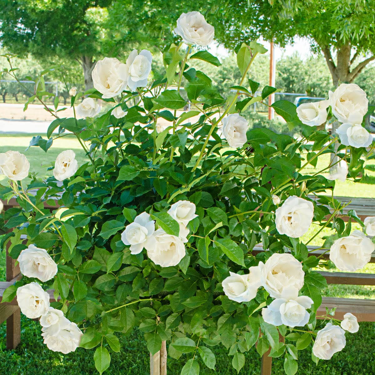 Spring Hill Nurseries 1 Pack in Bare Root White Flowering Iceberg Tree Rose | 86379