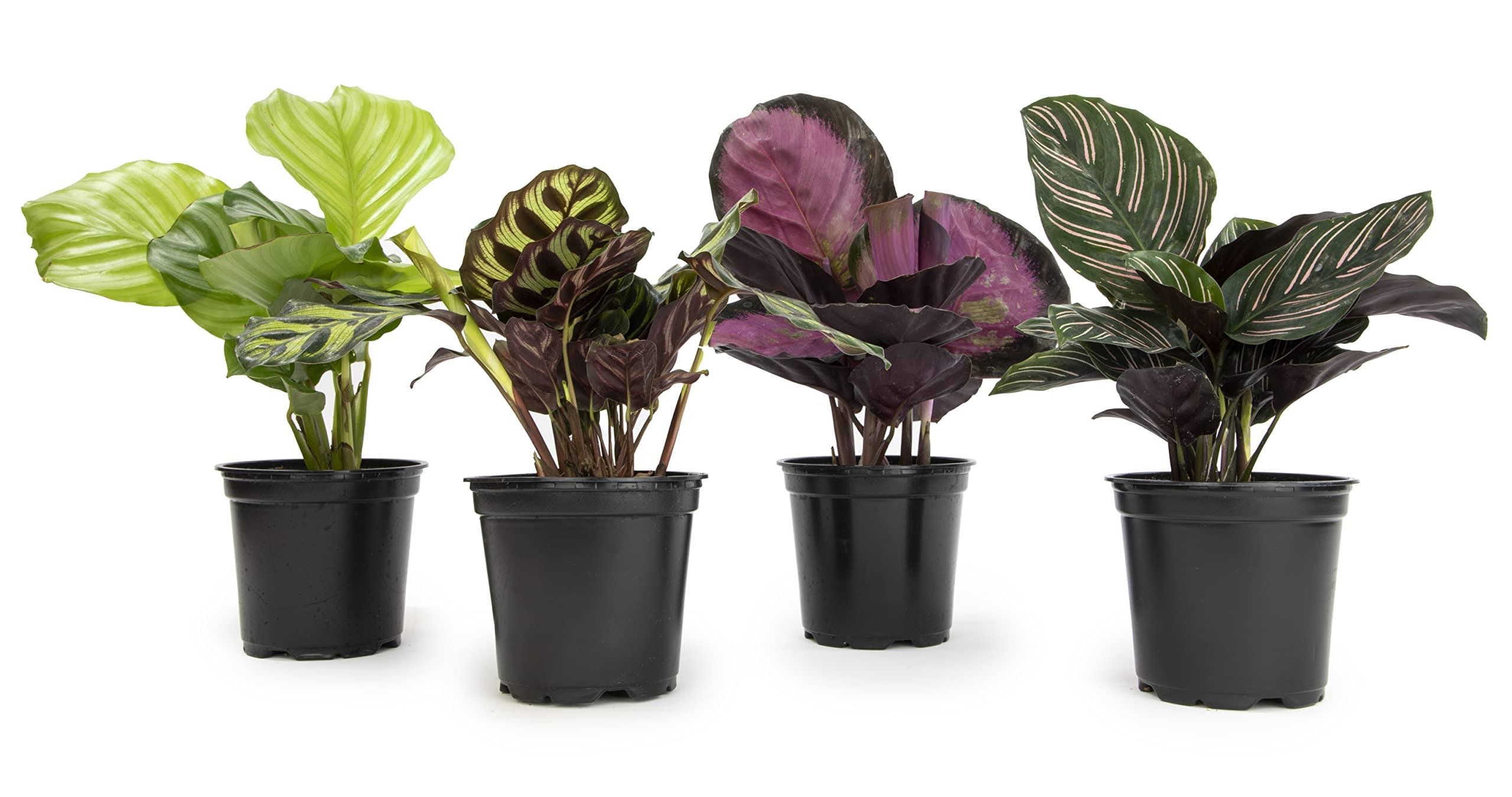 Plants for Pets Calathea Prayer Plants Live House Plants Kit (4 pk), Calathea Plant Live Indoor Plants Live Houseplants, Live House Plants Indoo