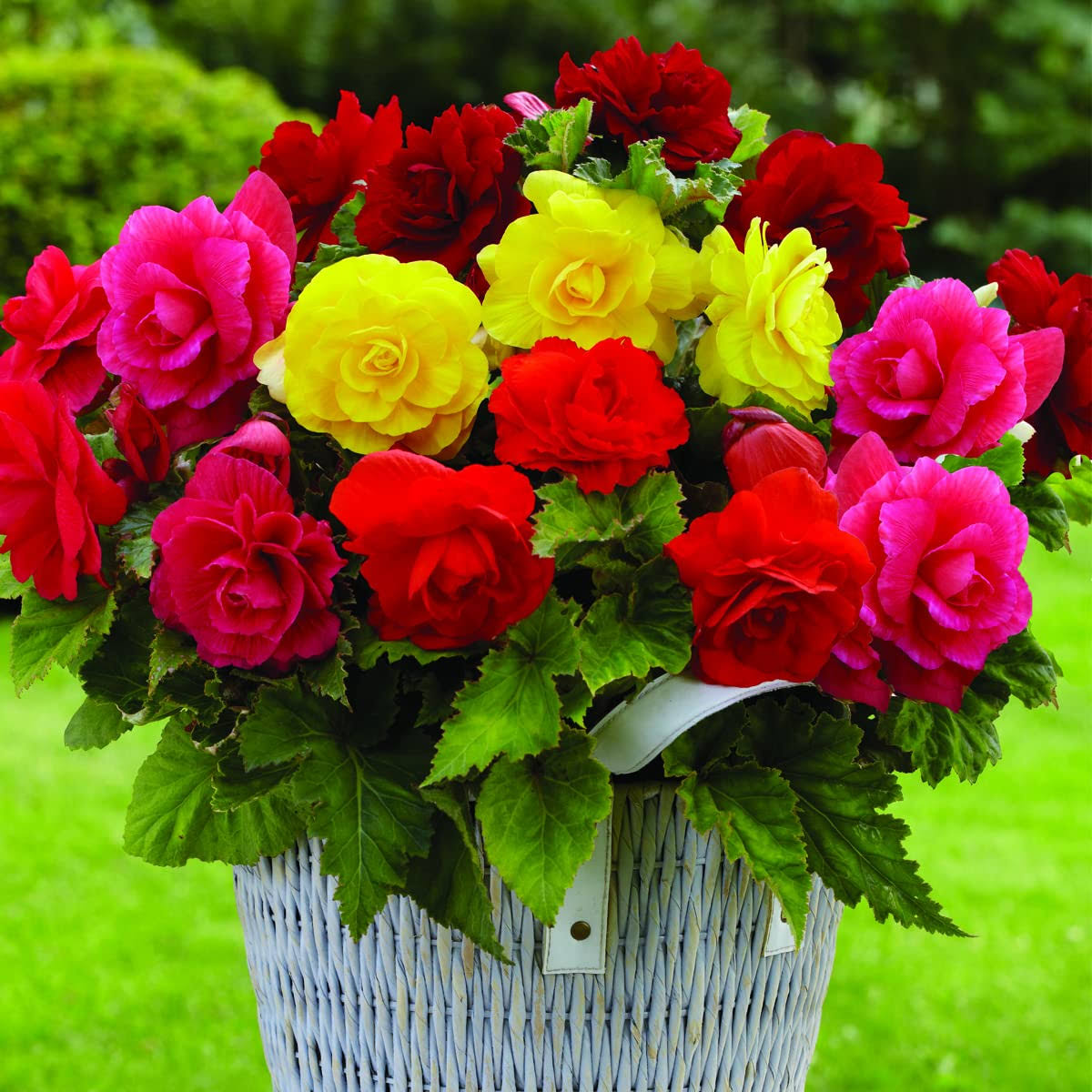 Van Zyverden Begonias Nonstop Mixed Set of 5 Bulbs