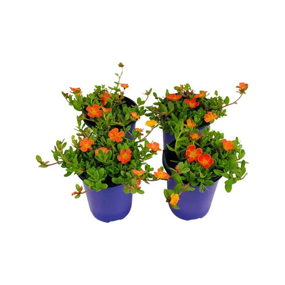 Pure Beauty Farms 1.38 Pt. Purslane Plant Orange Flowers in 4.5 in. Grower's Pot (4-Plants)
