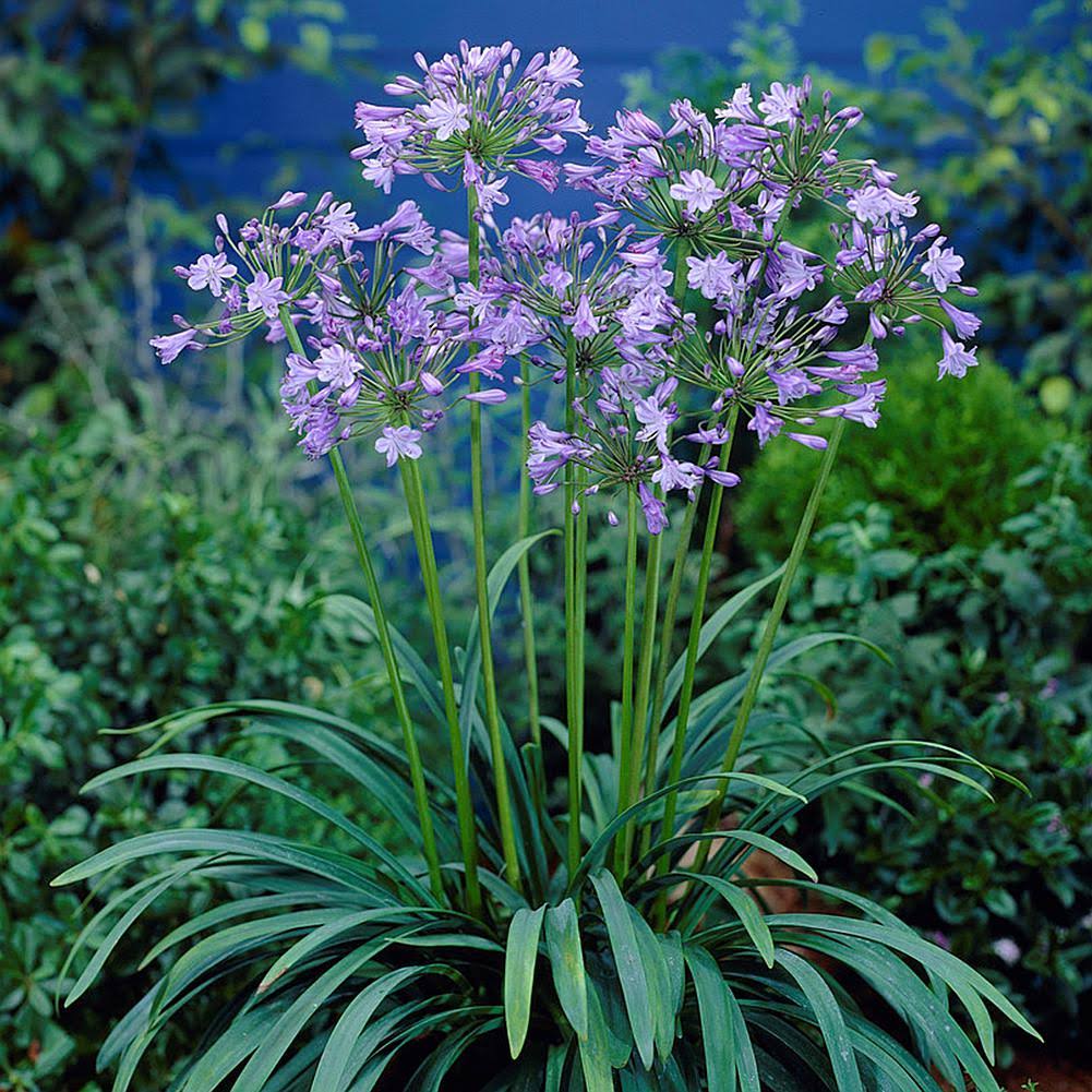 Van Zyverden Agapanthus Blue Set of 3 Roots