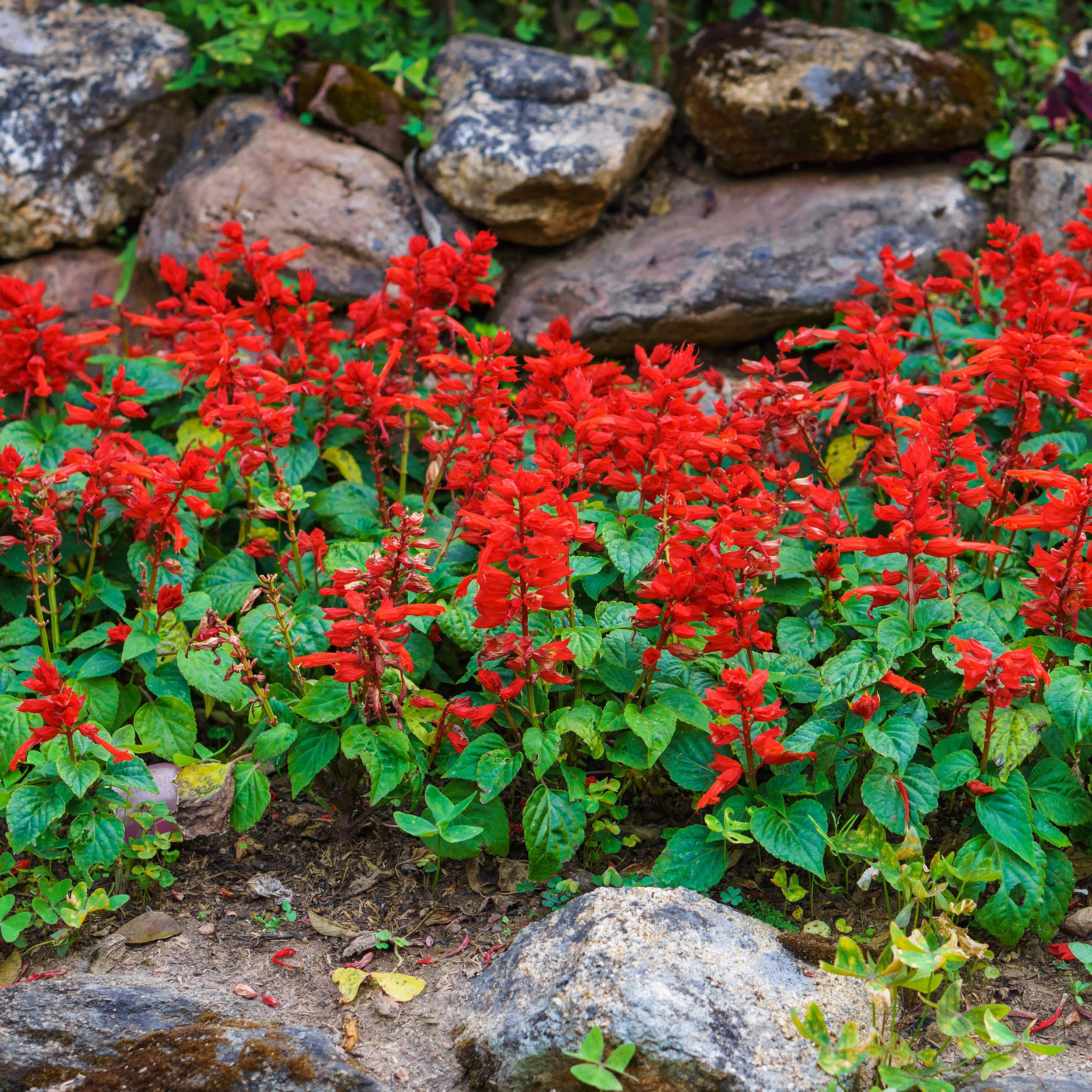 Outsidepride Sage Scarlet Wildflower - 5000 Seeds