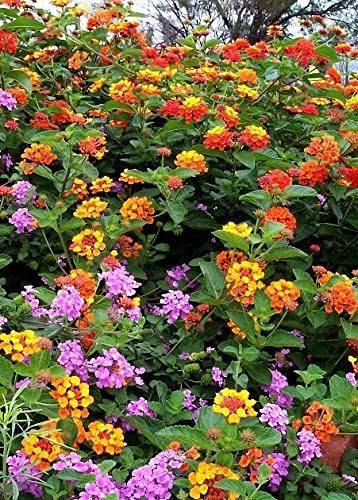 Lantana Camara Flowers - Two (2) Live Plants - Not Seeds - Natural
