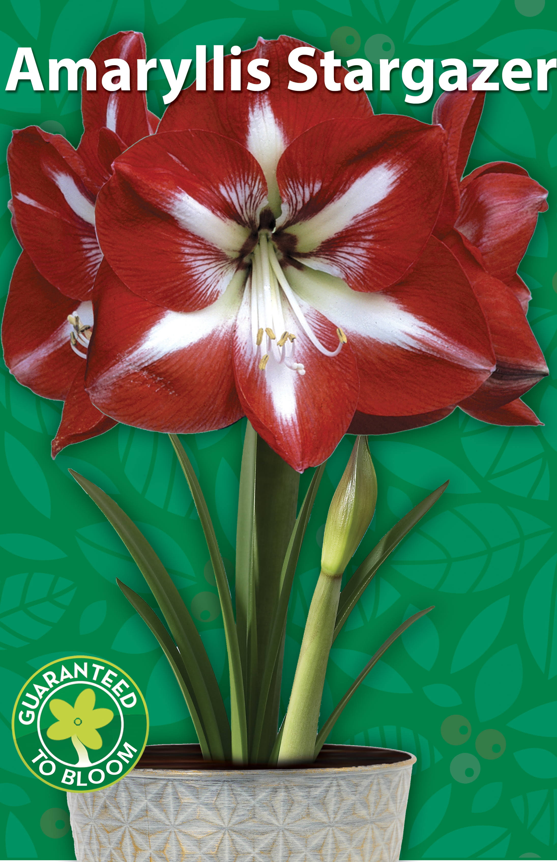 Amaryllis Grow Kit in A Beautiful Reusable Holiday Pot - Stargazer Amaryllis Beautiful Display and Gift - Just Add Water and Enjoy!