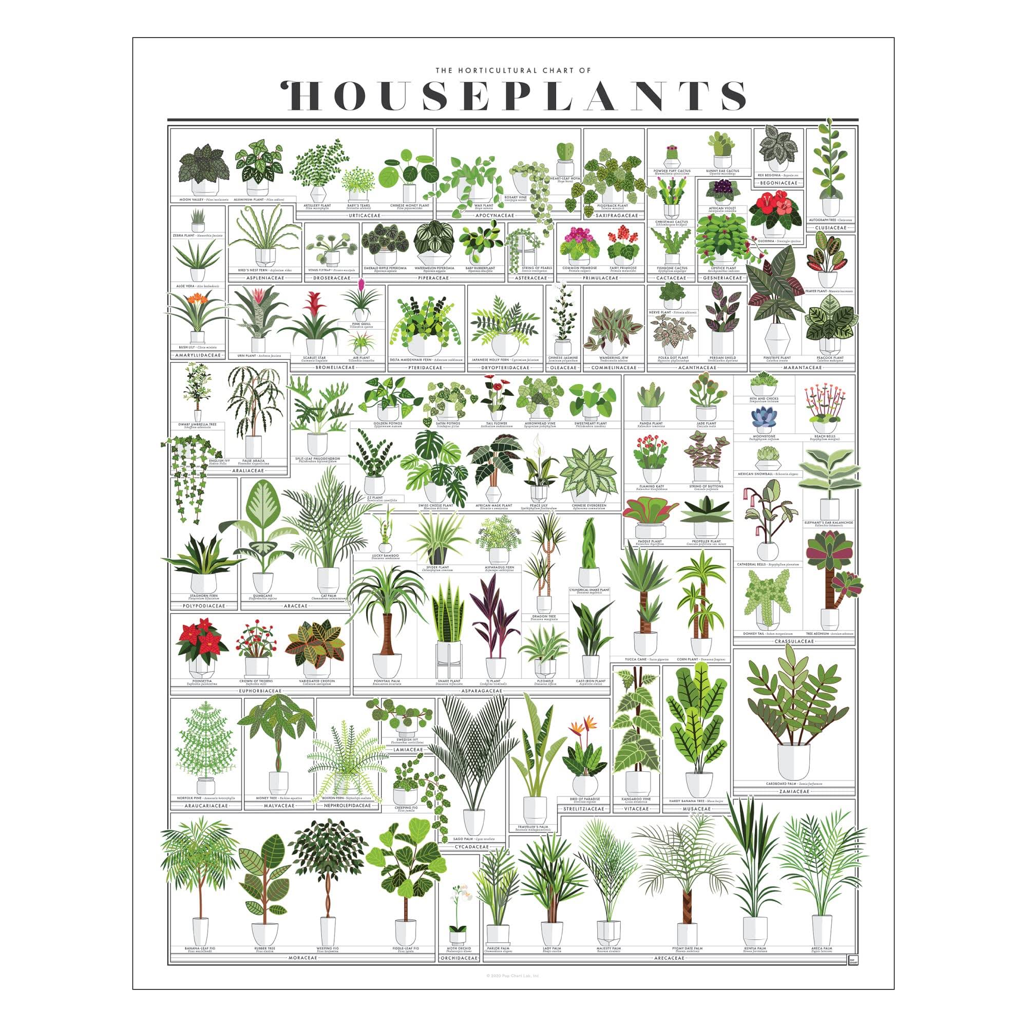 Pop Chart | Horticultural Chart of Houseplants | 16