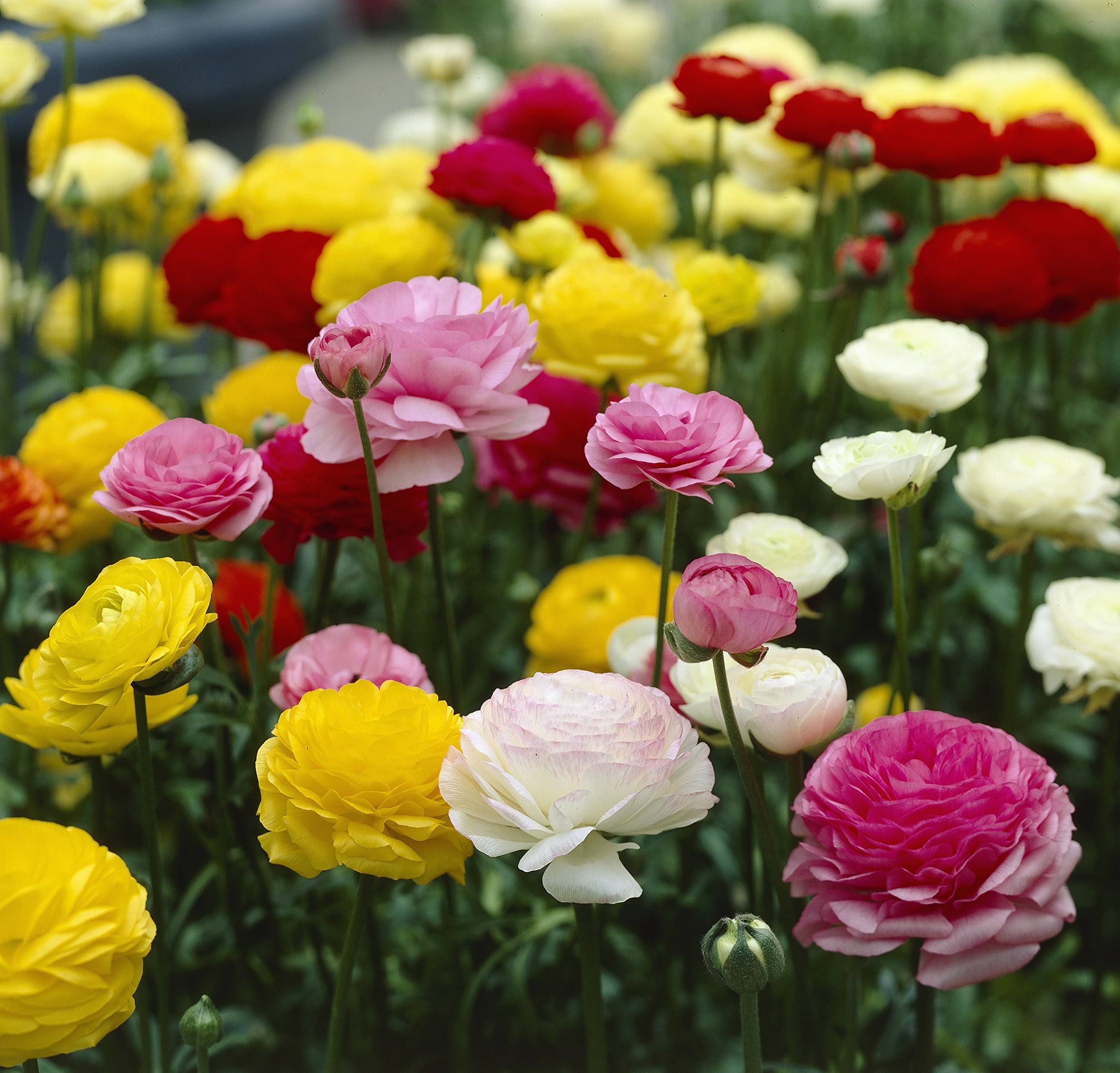 Bloomsz Ranunculus Mix Flower Bulbs Plant (12 Pack)