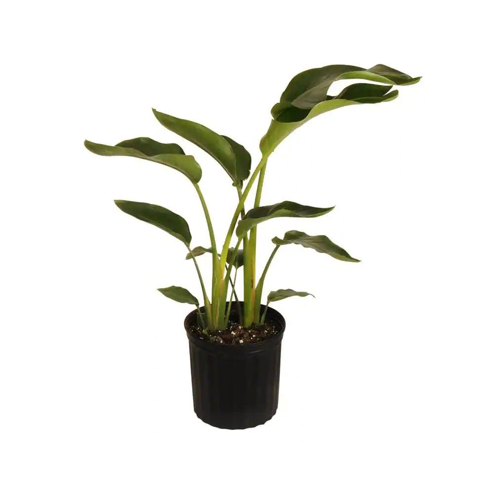 United Nursery White Bird of Paradise Live Indoor Strelitzia Nicolai Plant in 9.25 inch Grower Pot Ships 32-42 Inches