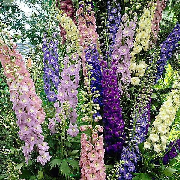 Van Zyverden Set of 11 Hummigbird Butterfly Perennial Sun Garden Roots