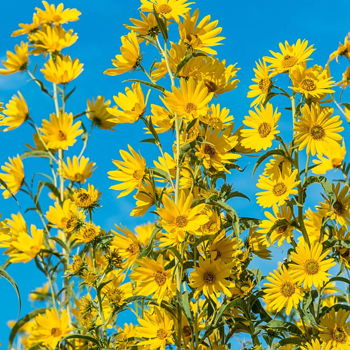 Helianthus Maximillian Sunflower, Live Bareroot Perennial Plant, Yellow Flowering (6-pack)
