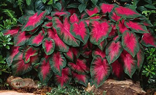 Caladium Buck 6 Bulbs - Elegance for Shady Gardens. Now Shipping !