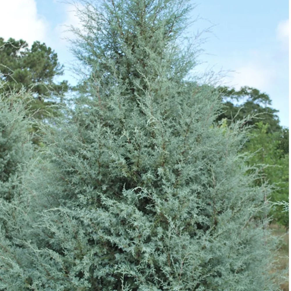 Expert Gardener 3-4 ft. tall Carolina Sapphire Cypress Live Tree in 7-Gallon Grower Pot