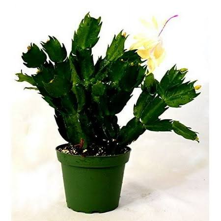 9GreenBox - Rare Yellow Christmas Cactus Plant - Zygocactus - 4 inch Pot (Color May Vary )
