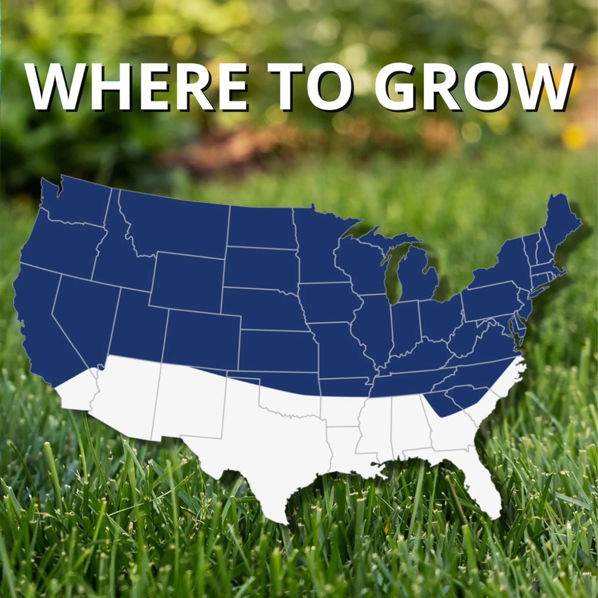 Black Beauty Ultra Tall Fescue Grass Seed, 50 lb Dark Green Turf - Image 3