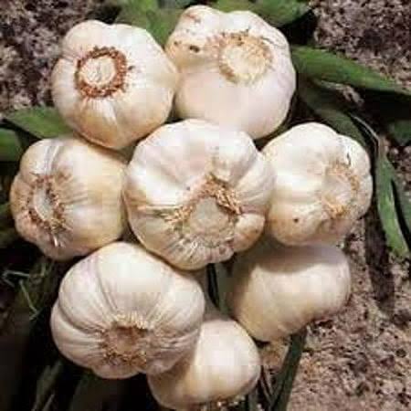 Garlic Bulb (3 Pack), Fresh California Softneck Garlic Bulb for Planting and Growing Your Own Garlic or Great for Eating and Cooking