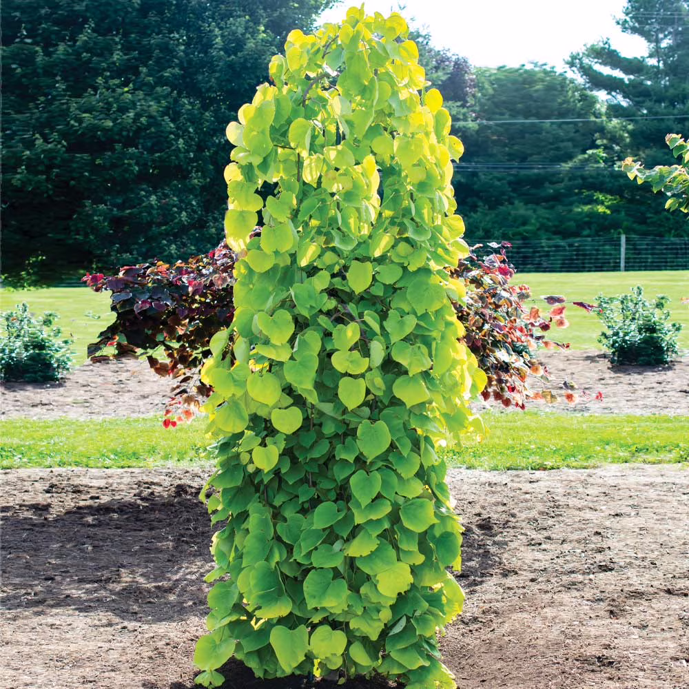 Bloomables? Golden Falls? Redbud Tree, 5 6 ft No Shipping to AK, AZ, HI, OR(5 6 ft )