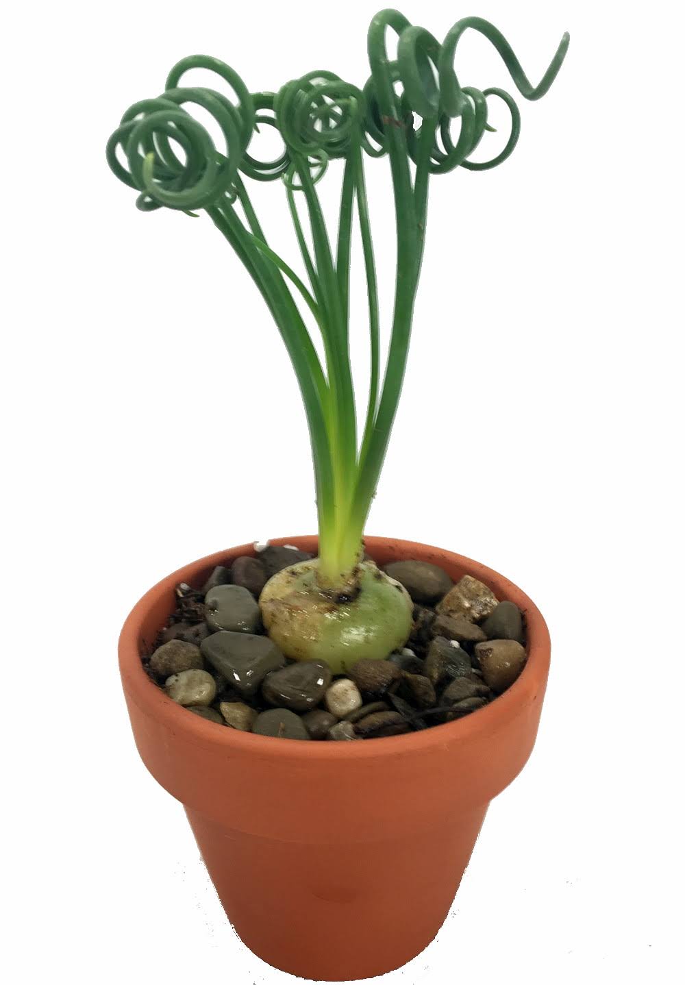 Rare Frizzle Sizzle Plant - Albuca - Strange - 2 Bulbs - Succulent House Plant