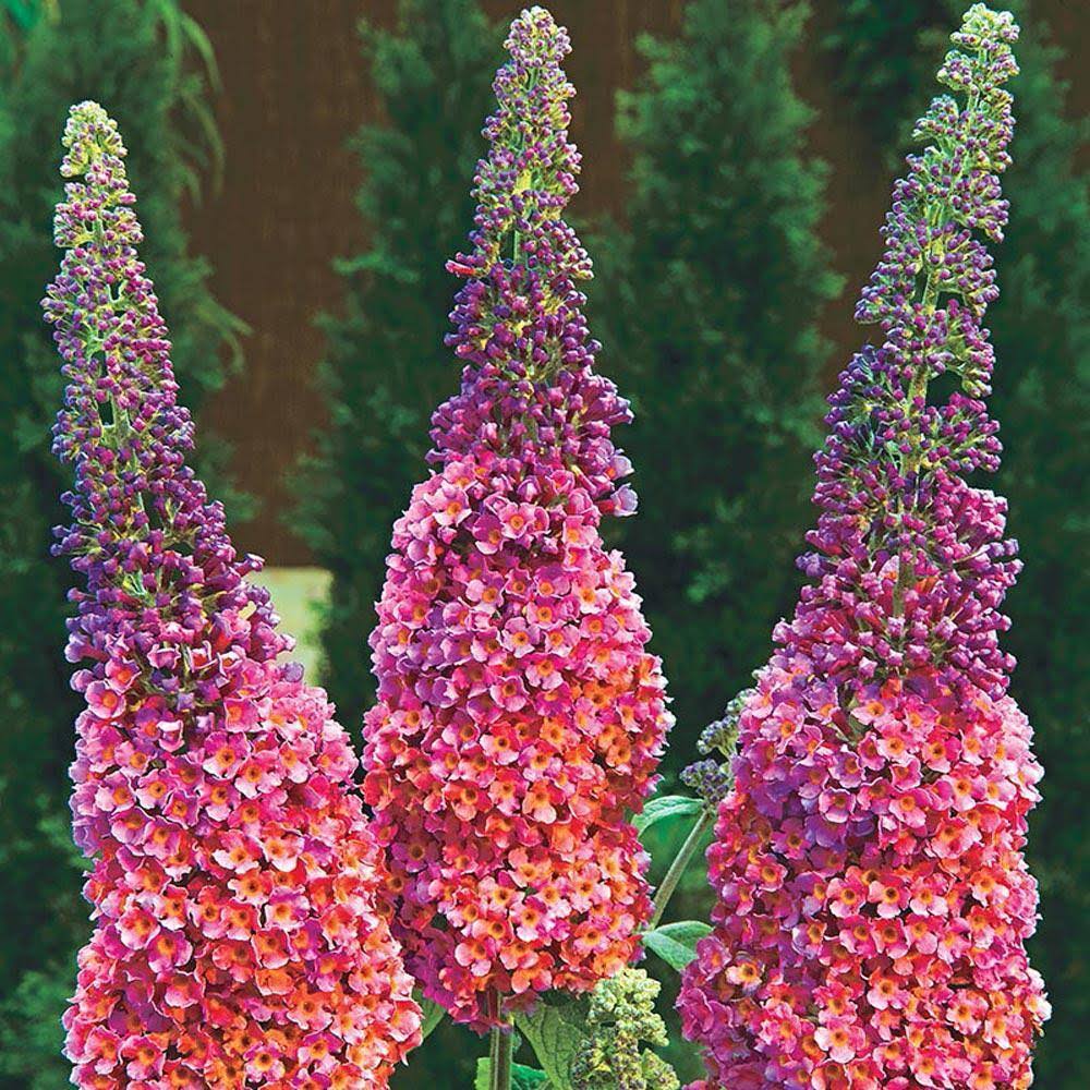 Spring Hill Nurseries Flowering Kaleidoscope Butterfly Bush Flowering Shrub in 1 Pack(s) Bare Root | 92182