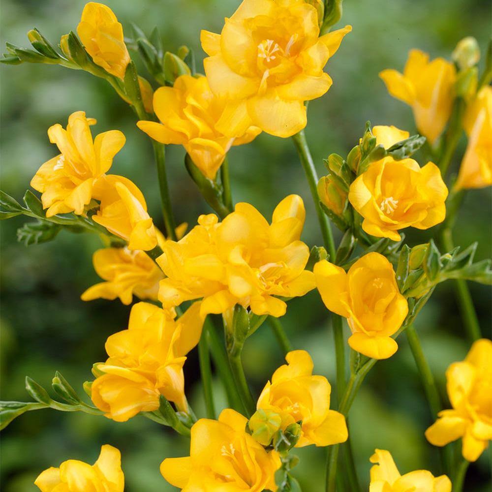 Van Zyverden Freesias Double Blooming Yellow Set of 25 Bulbs