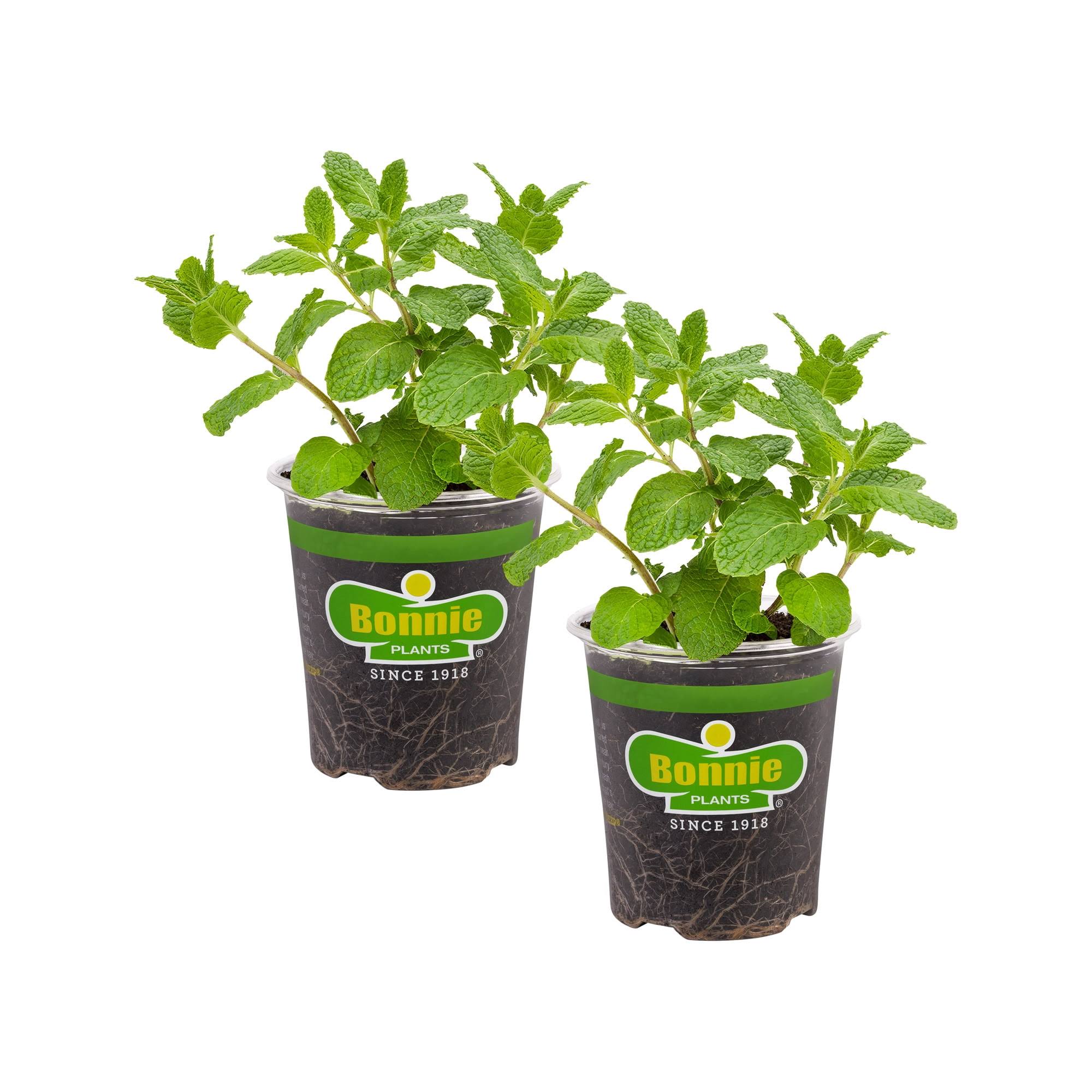 Bonnie Plants 19.3 oz. Sweet Mint, 2-Pack