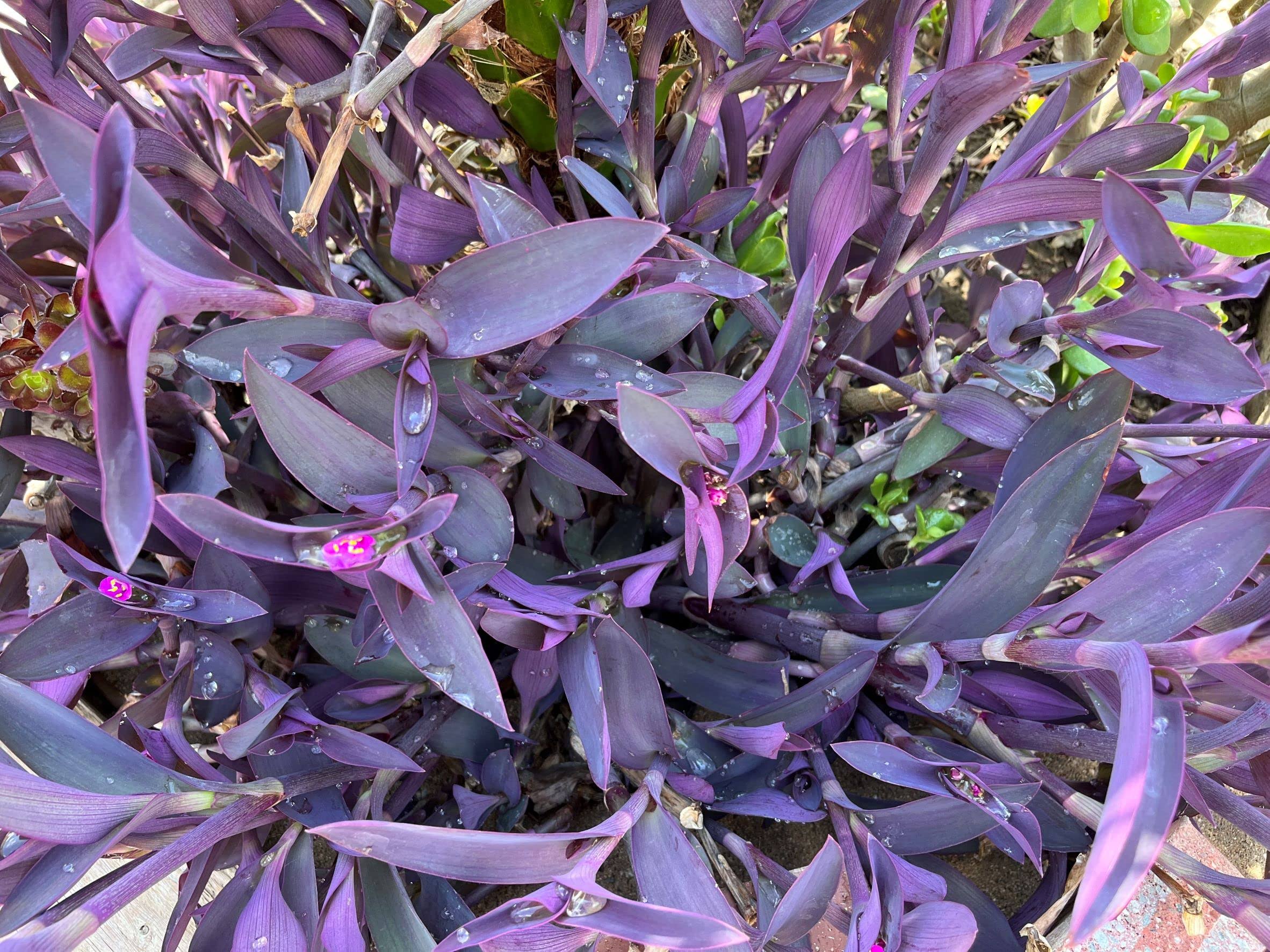 5 Jew Cuttings Purple Heart Wandering Tradescantia Pallida Purpurea 4