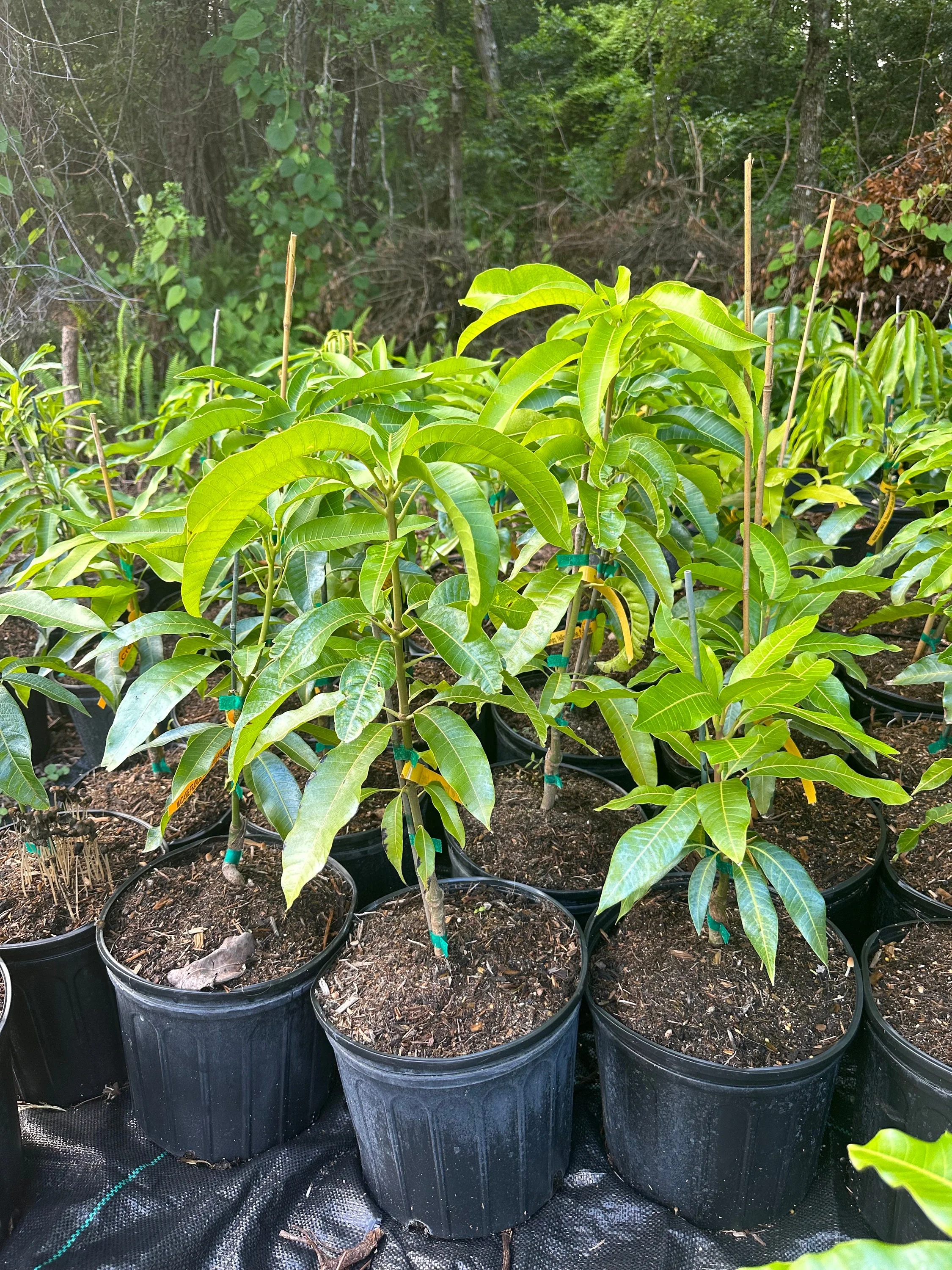 Alphonso Mango GRAFTED Tree (2 - 5 Feet Tall). Ship to All States