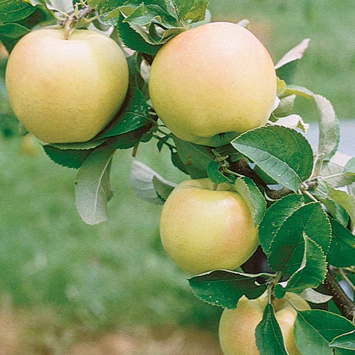 Direct Gardening Transparent Yellow Standard Apple Potted Fruit Tree