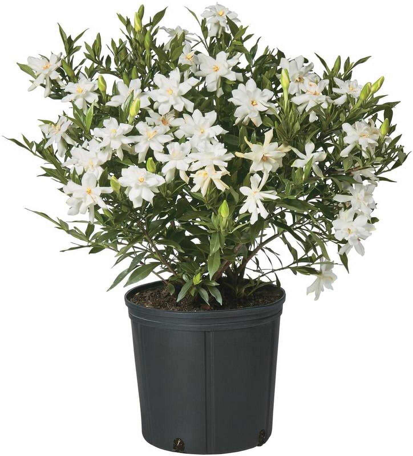 Shrub Frostproof Gardenia 2.25 gal, White Blooms