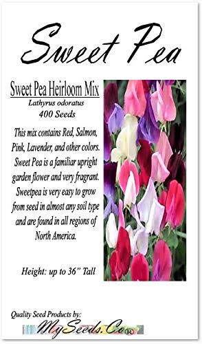 Big Pack - Sweet Pea Sweetpea Flower Seed 400 Lathyrus Odoratus Flower Seeds - Heirloom Mix Very Fragrant Blooms - Red Salmon Pink Lavender - Non-g