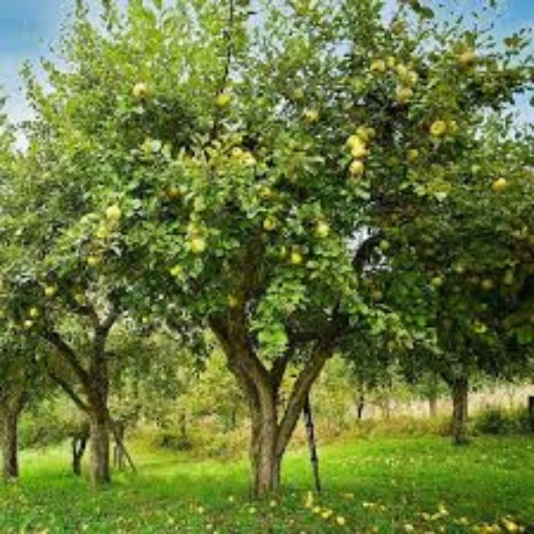 3-4 ft. tall Golden Dorsett Apple Live Tree in 7-Gallon Grower Pot - Image 3