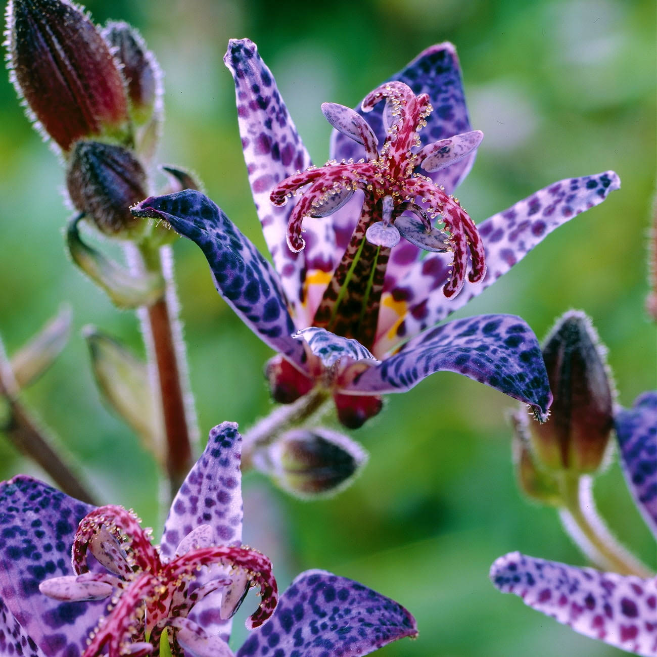 Van Zyverden Tricyrtis Blue Wonder Bare Plant Root Full Shade Blue