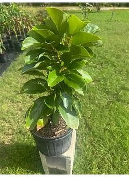 Grafted Mexicola Grande Avocado Tree 2-4FT tall, Cold Hardy. We ship TO ALL STATES - Image 5