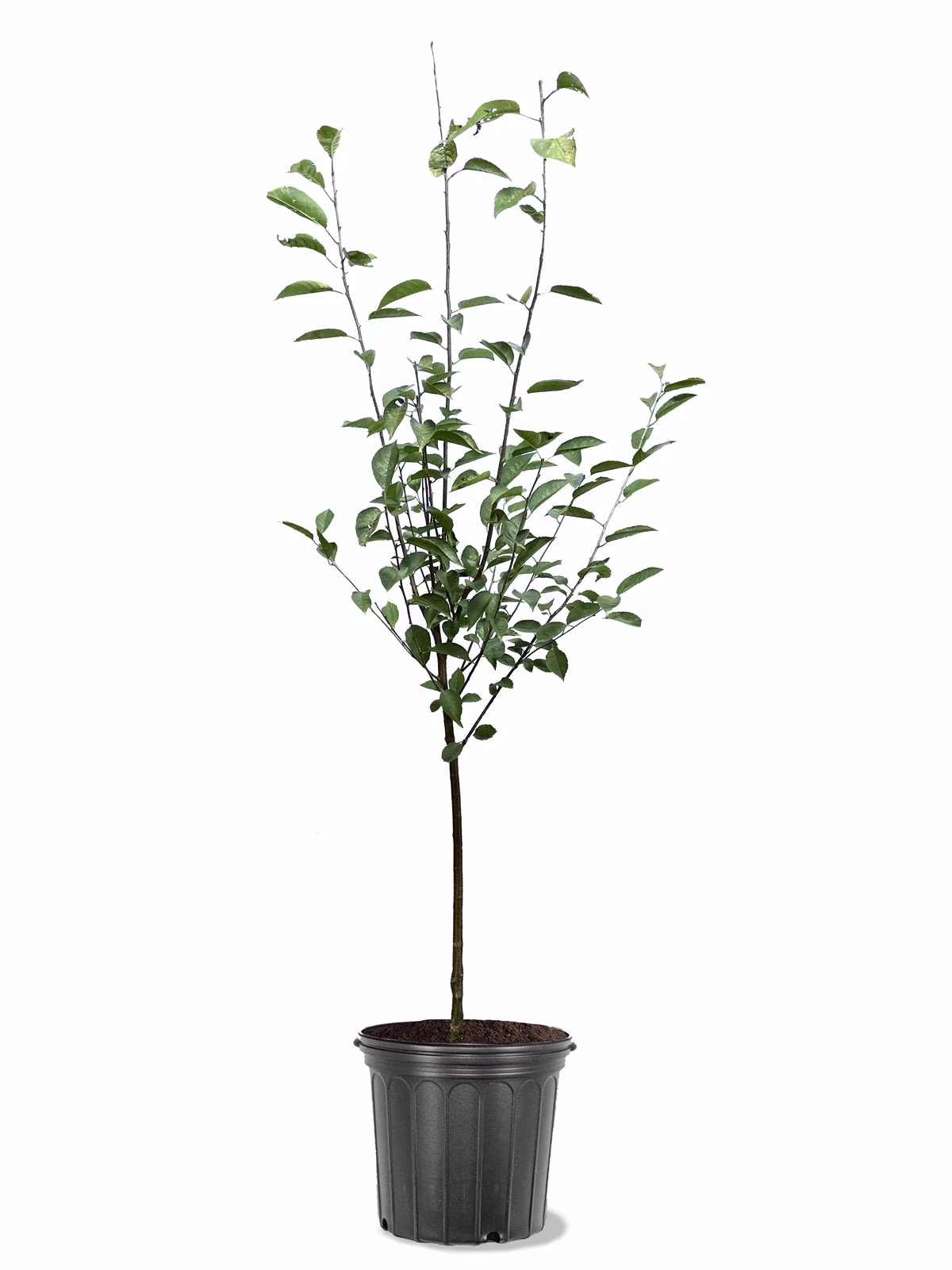 Expert Gardener 3-4 ft. tall Rainier Sweet Fruiting Cherry Live Tree in 7-Gallon Grower Pot