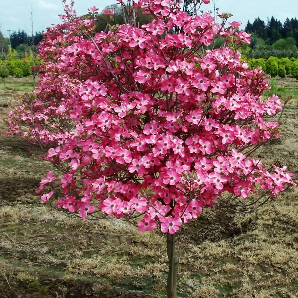 Expert Gardener 3-4 ft. tall Cherokee Chief Dogwood Live Tree in 7-Gallon Grower Pot
