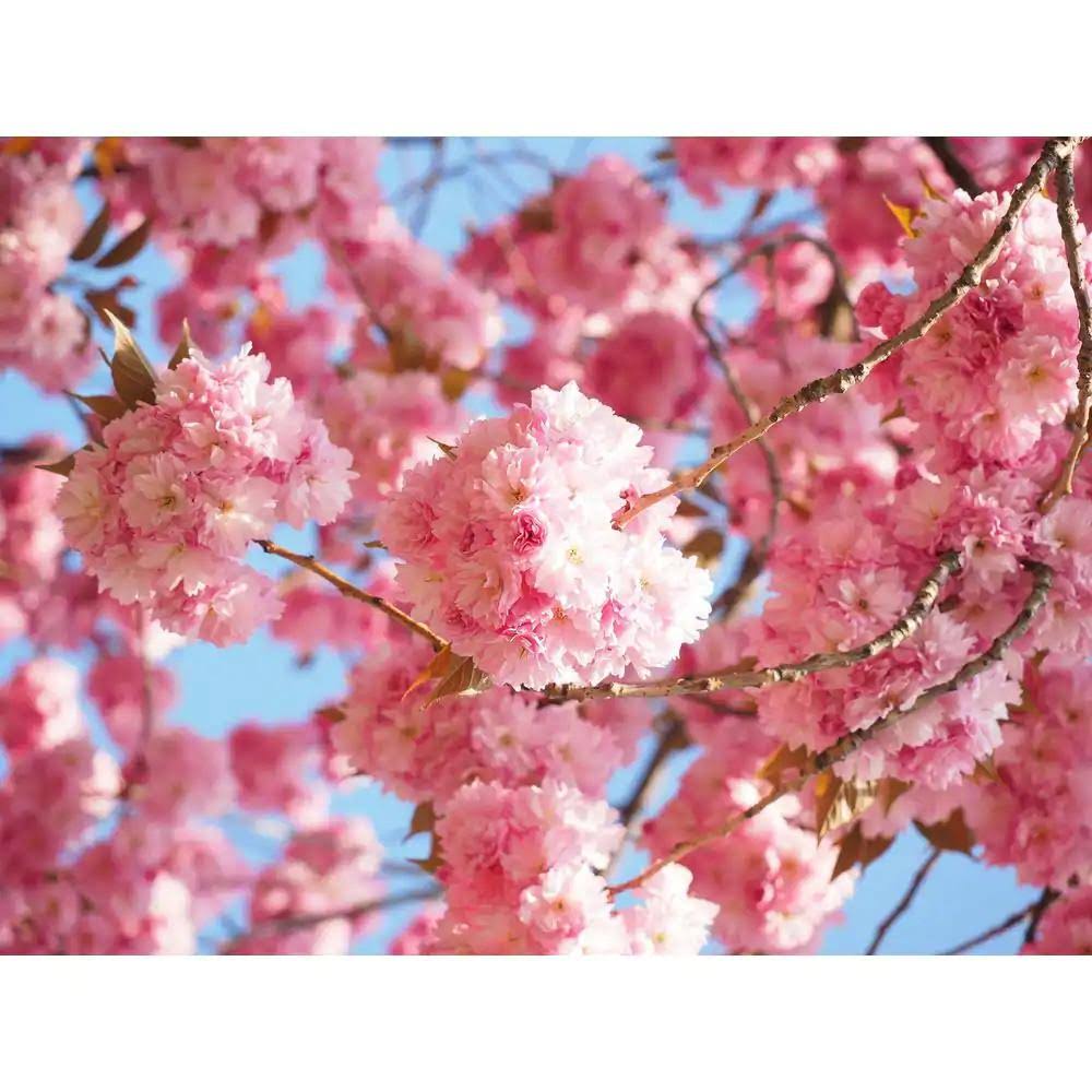 Online Orchards Kwanzan Flowering Cherry