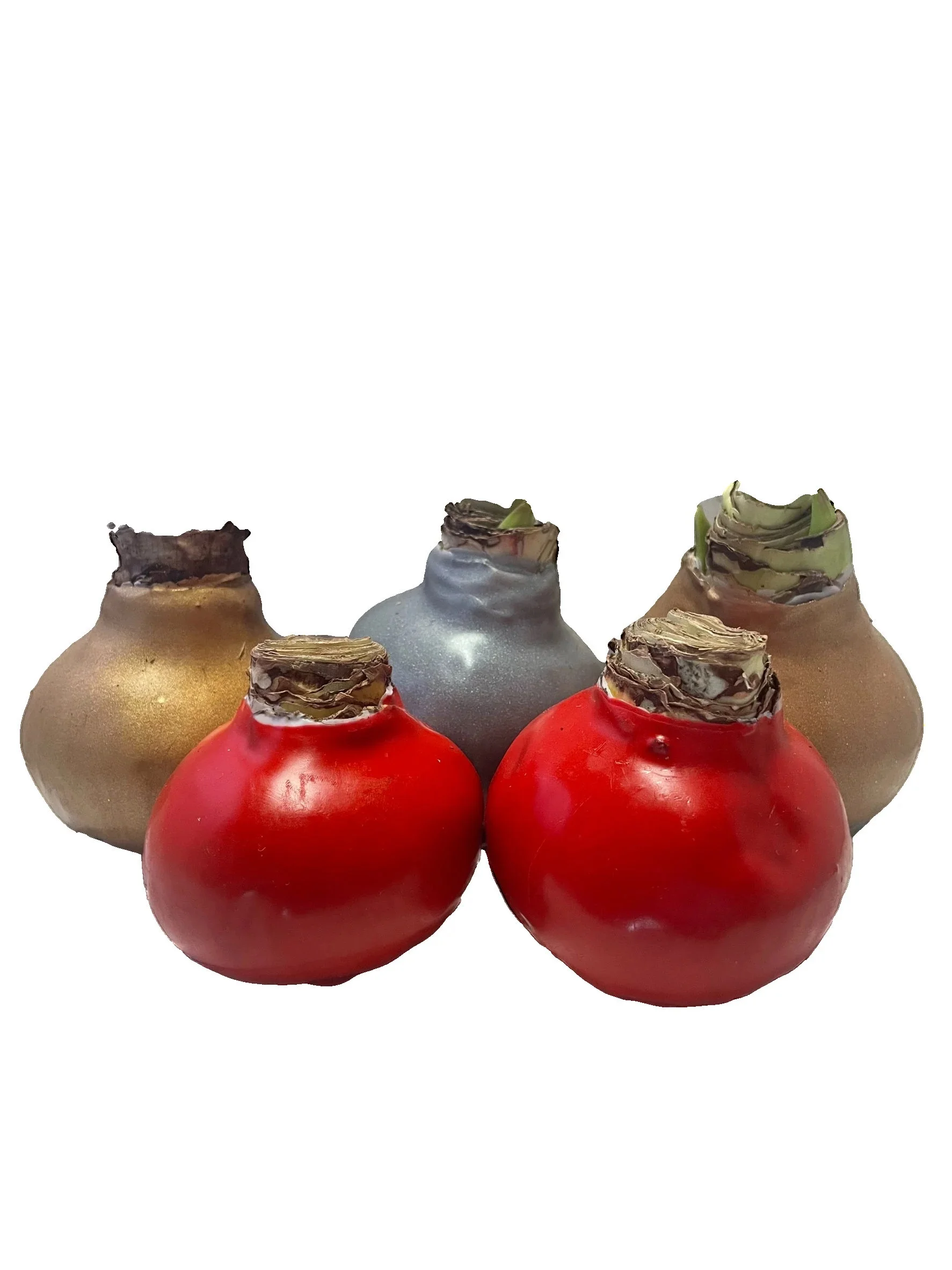 Waxed Amaryllis Bulb Holiday 5 Pack - - - Five Assorted Waxed Amaryllis Bulbs 28/ 30cm - A Perfect Holiday Gift Bundle!