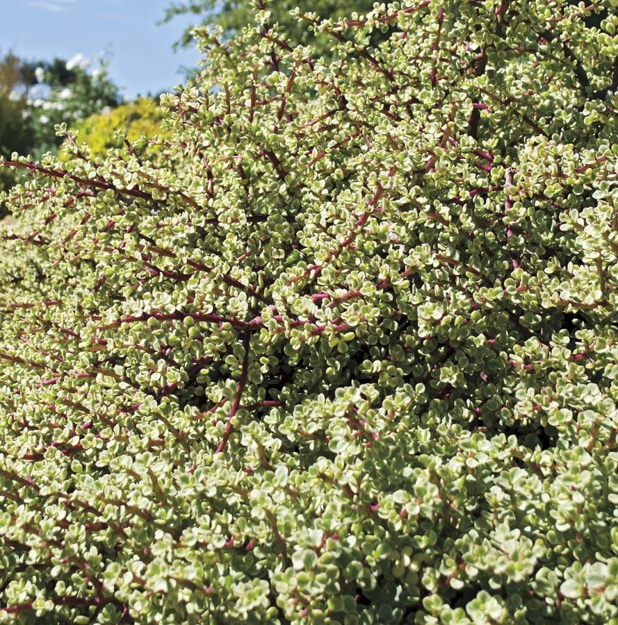 Lowe's Variegated Elephant Bush | Nursery