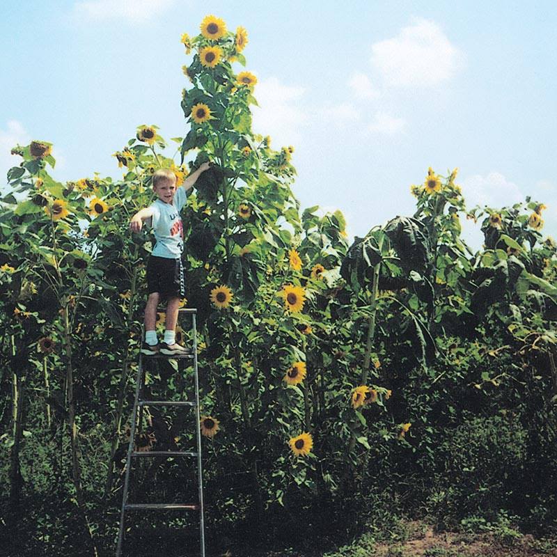 Gurney's Sunflower Skyscraper, Bright Yellow Flowers (50 Seed Packet)